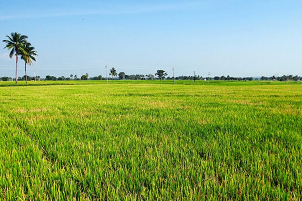 Araliya Rice | Paddy Cultivation in Sri Lanka